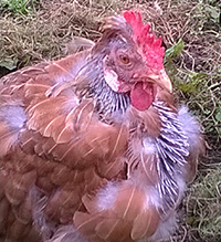 Hens