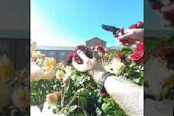 Deadheading