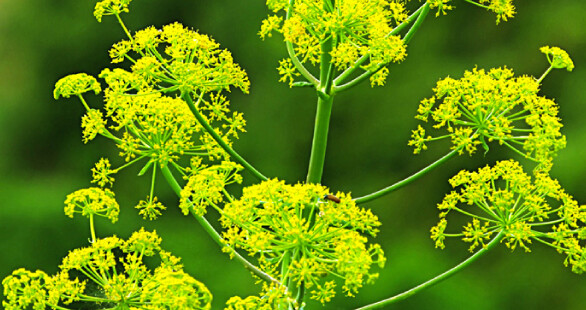 Fennel