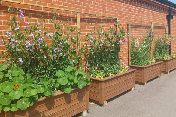 Sweet Peas