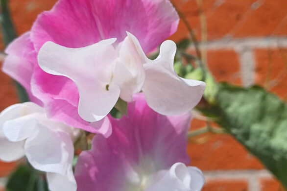 Sweet Peas close up
