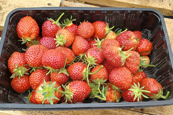 First strawberries