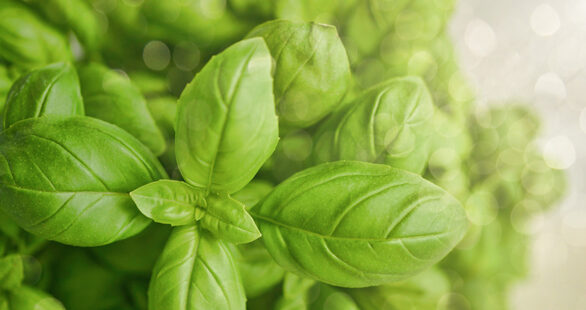 Basil