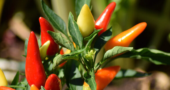 Chilli