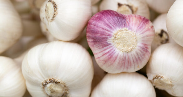 Garlic