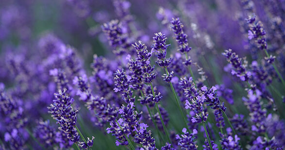 Lavender