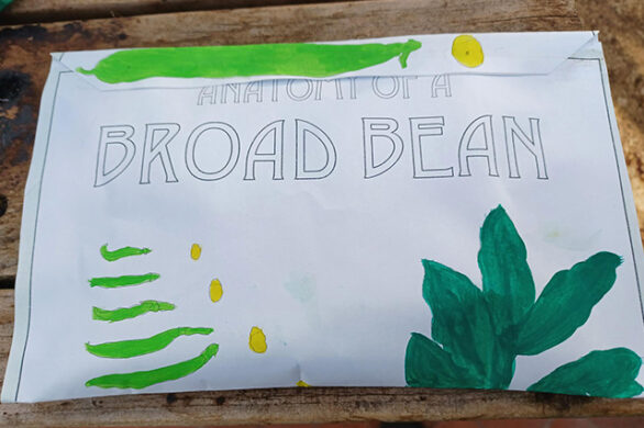 Broad Bean seeds