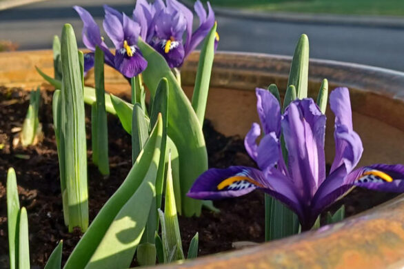 Iris