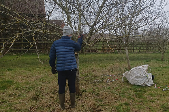 Apple tree pruning