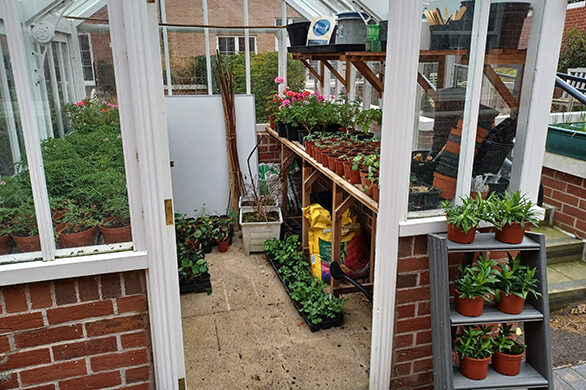 Full Neuro greenhouse