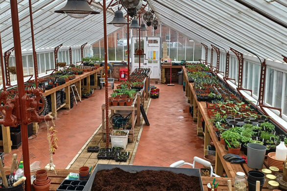 main greenhouse with seedlings
