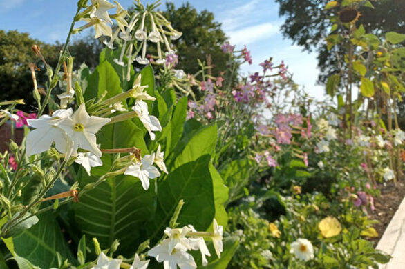 Nicotiana