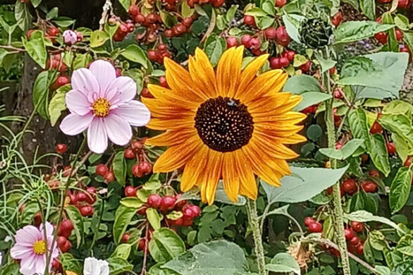 Barnsdale Garden's Autumn Flowers